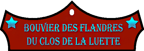 SITE WEB ELEVAGE DU CLOS DE LA LUETTE SPECIALISE POUR LE BOUVIER DES FLANDRES &copy; COPYRIGHT DEPOSE